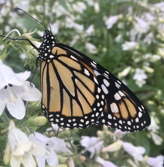 Power the Monarch Migration - Lady Bird Johnson Wildflower Center