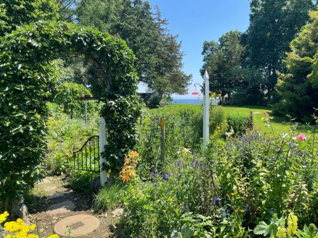 The Endicott Pear America s Oldest Cultivated Tree Landscape